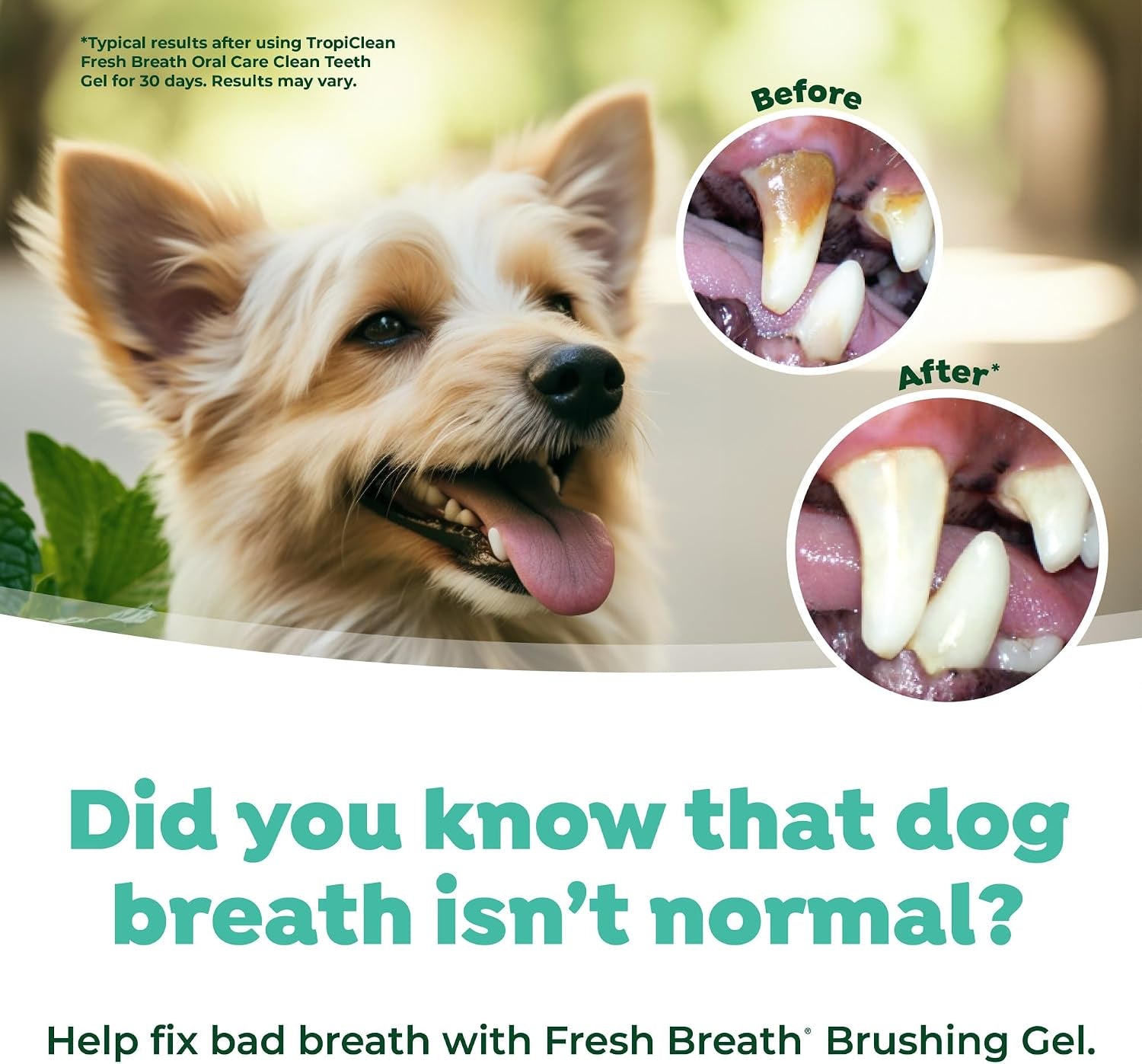 Oral Care Brushing Gel for Dogs & Cats| Dog Toothpaste | Pet Dental Gel | Dog Teeth Cleaning Use with Pet Toothbrush | 2 Oz